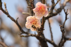 梅の花に蜜蜂２