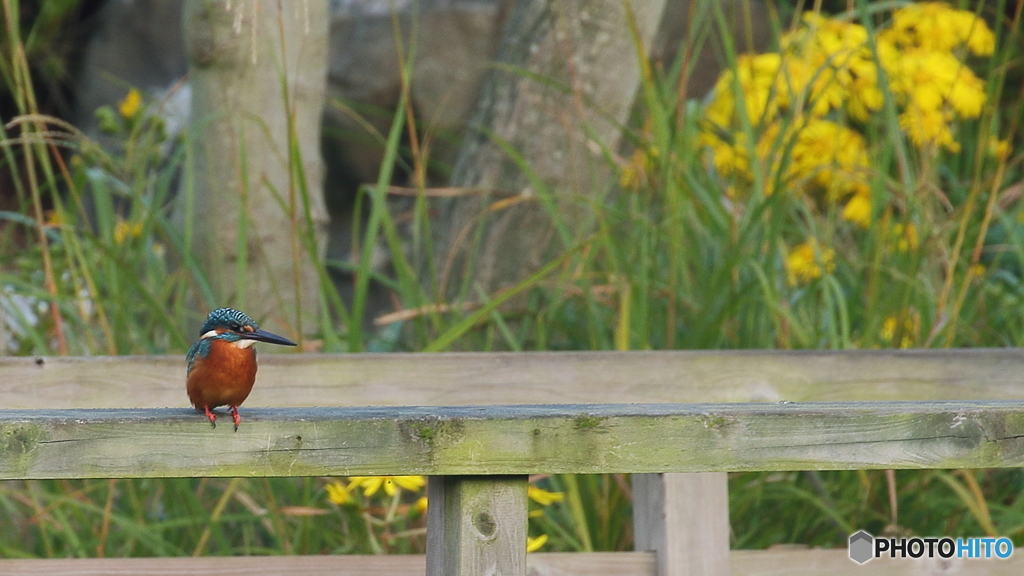 花をバックにノンビリ