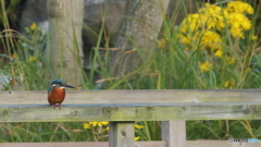 花をバックにノンビリ