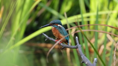 エビは居ないかな１