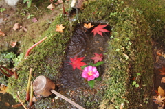 手水にモミジとサザンカ