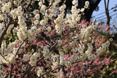 須磨離宮公園　梅３