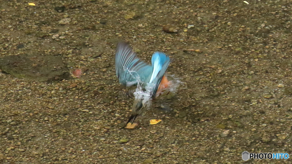 水中まで写りました