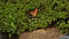 飛び込み連射　1/8