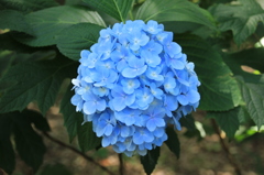 紫陽花６