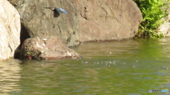 カワセミの飛び込み６