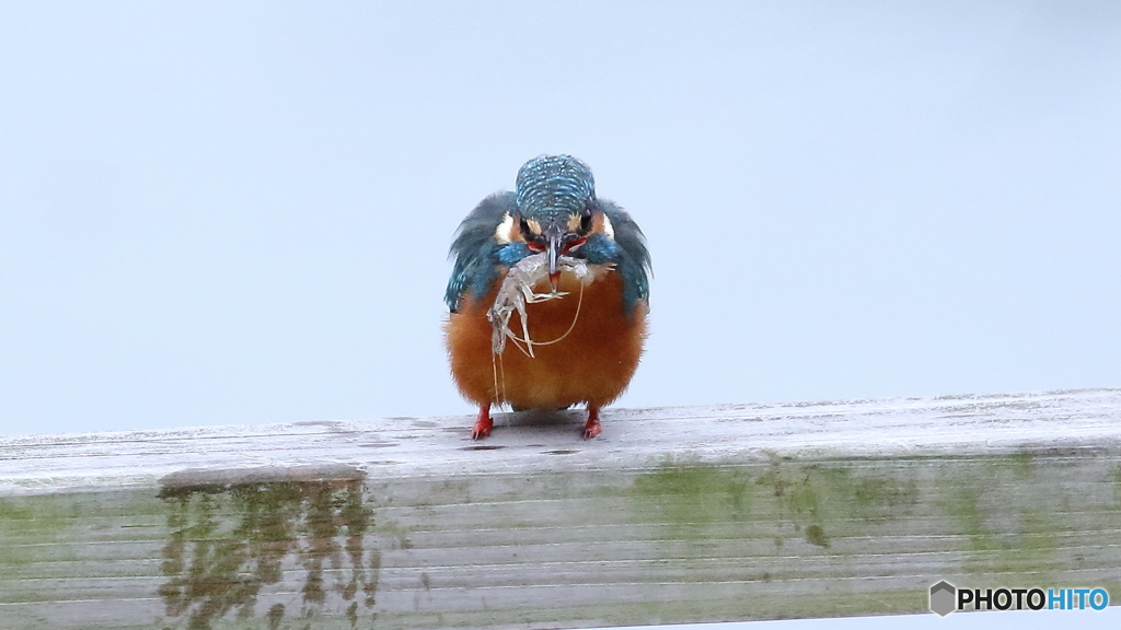 大きなエビゲット