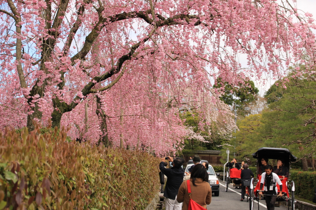別荘街の枝垂桜