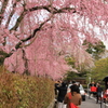別荘街の枝垂桜