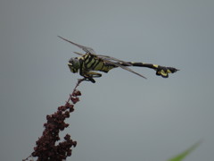 ウチワヤンマ