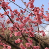 綾部山梅林１０