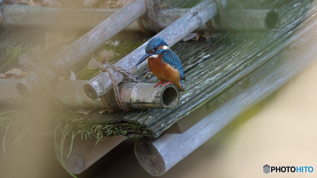 舟屋の屋根からエビを探す１