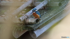 舟屋の屋根からエビを探す１