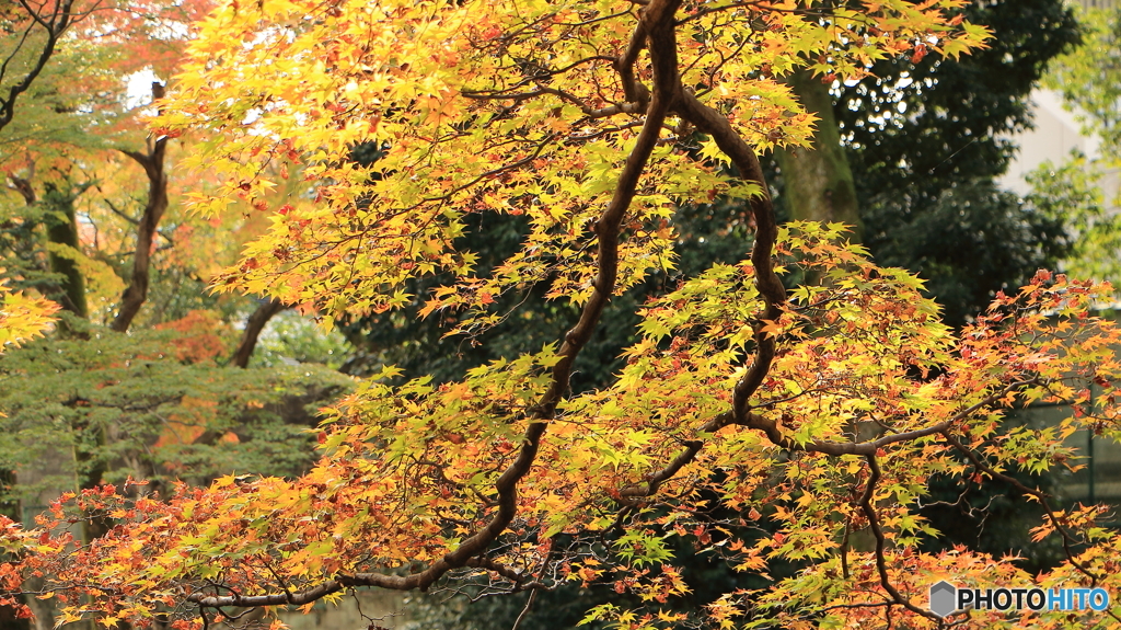 2015年　紅葉７