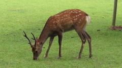 鹿♂