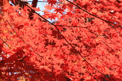 嵐山紅葉５