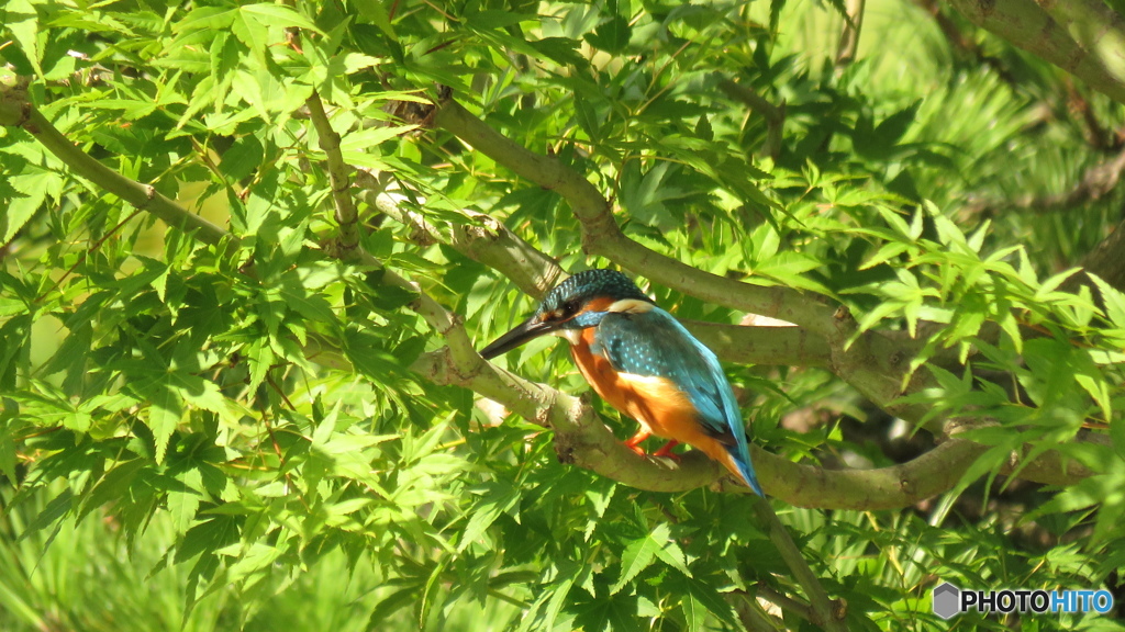 モミジ＆カワセミ