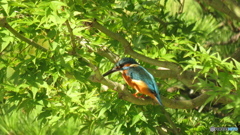 モミジ＆カワセミ