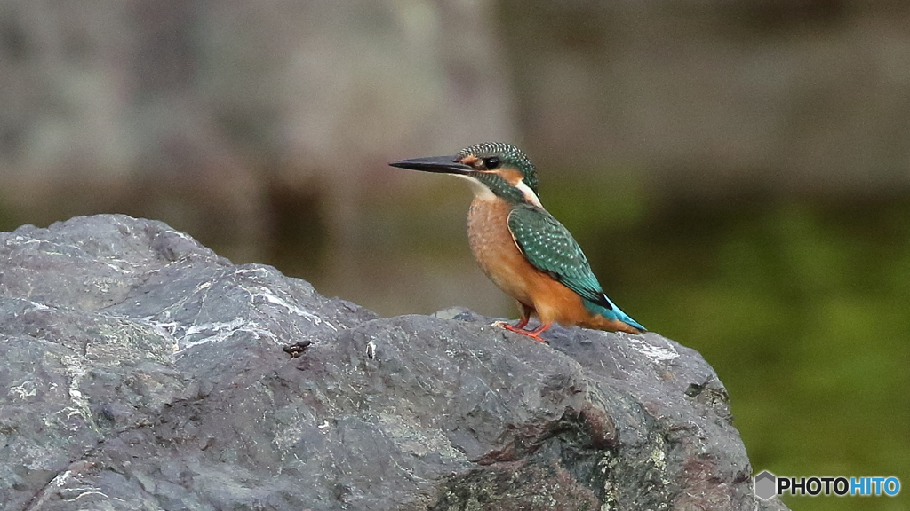 石の上のヒナ４