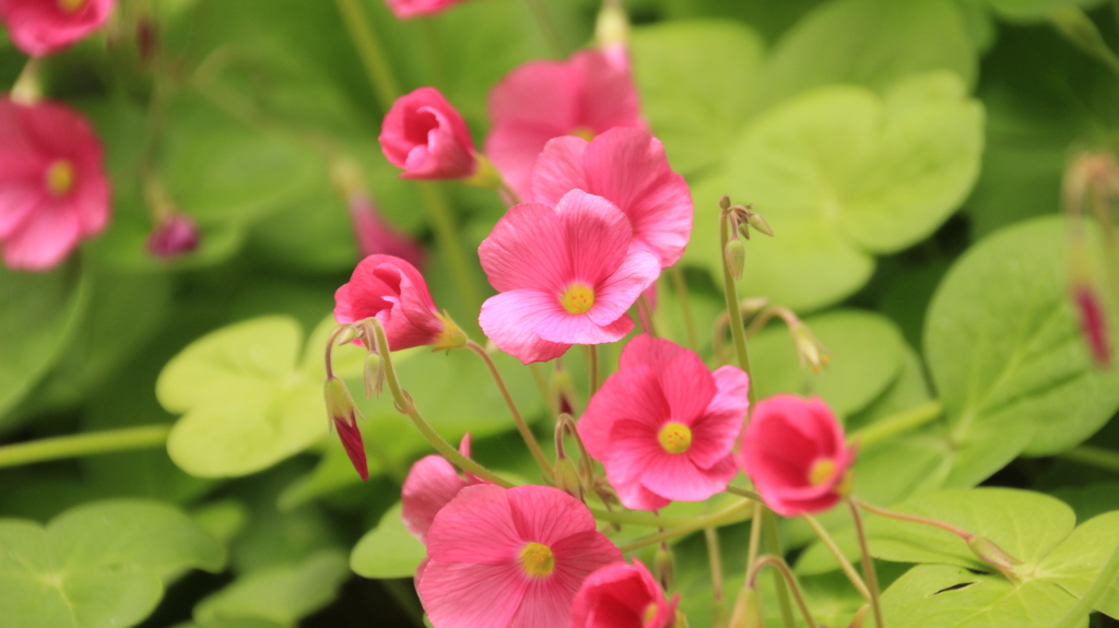 庭の花