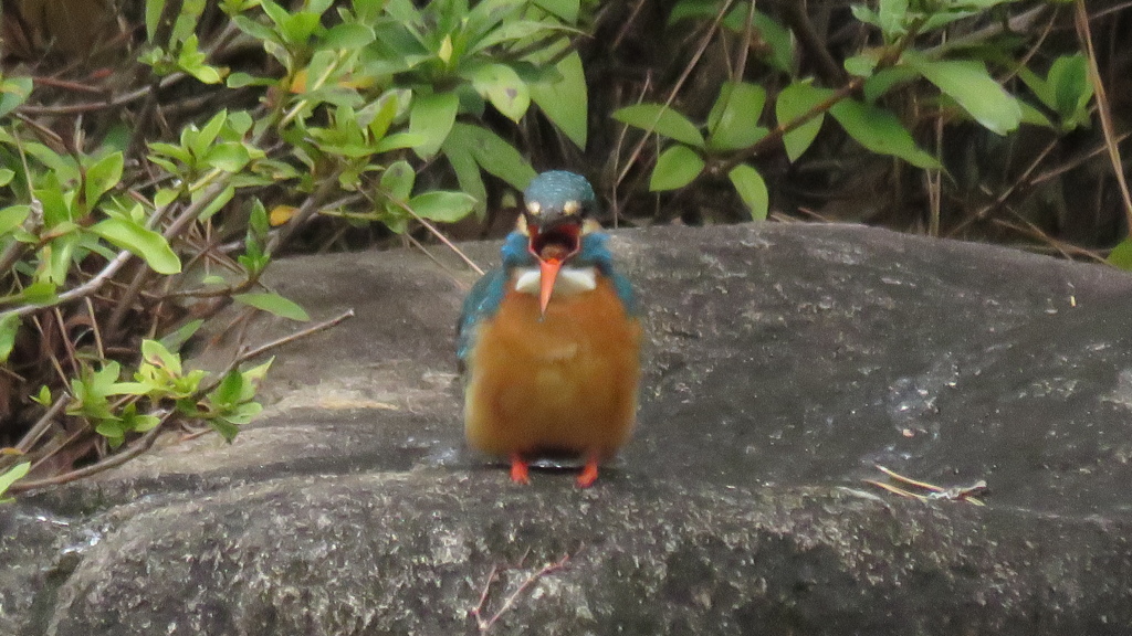 喉の奥にペレットが見えます