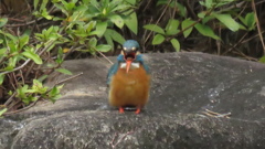 喉の奥にペレットが見えます