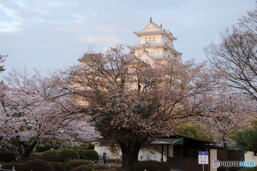 桜と姫路城