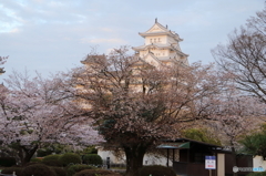 桜と姫路城