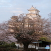 桜と姫路城
