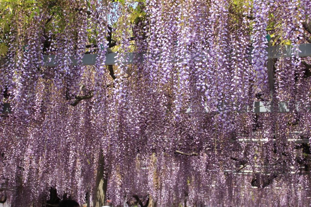 大歳神社　千年藤　2