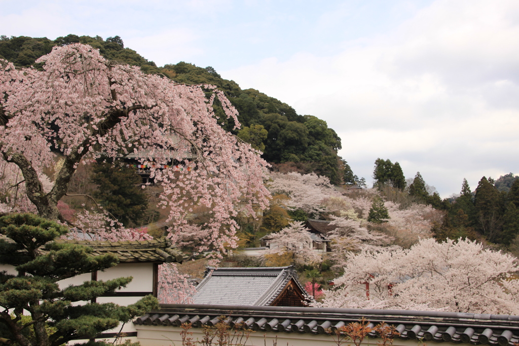 境内の桜