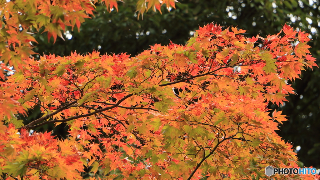 2015年　紅葉６