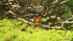 松＆カワセミ２