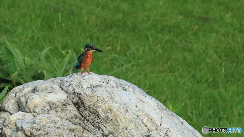 石の上にもサンチャン