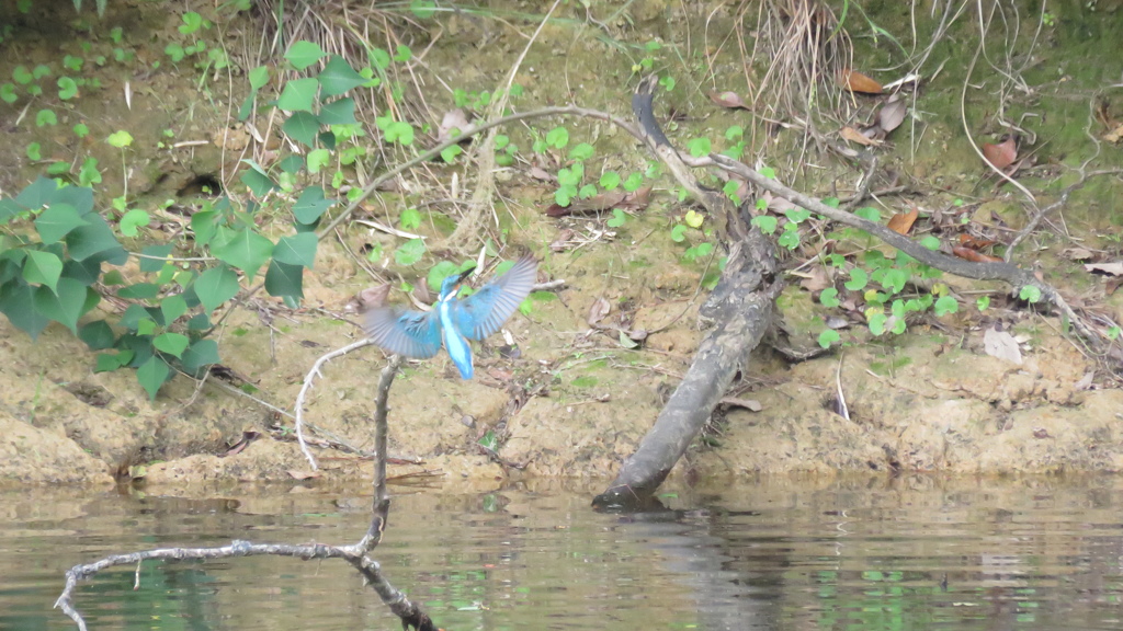 俺の方が綺麗だぞ　byパパ