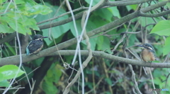 やっとヒナが巣立ちました