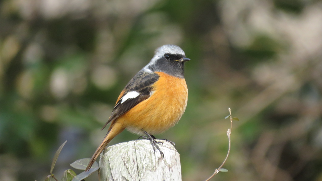 ジョウビタキ♂