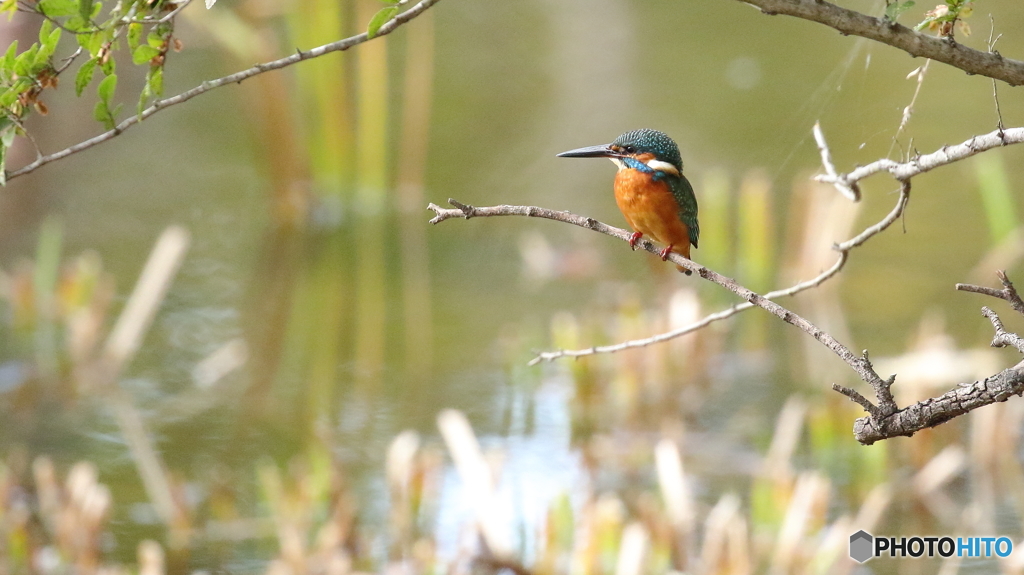 魚は居ないかな２