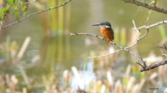 魚は居ないかな２
