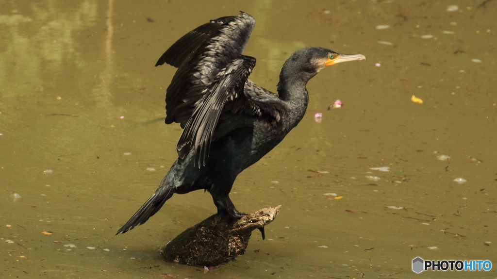 カワウ