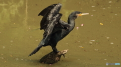 カワウ