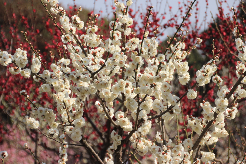 須磨離宮公園　梅２