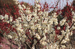 須磨離宮公園　梅２