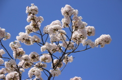 京都御所　桜７