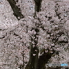 霊宝館内の大桜４