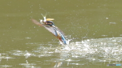 カワママ大きな魚ゲット