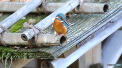 舟屋の屋根からエビを探す２