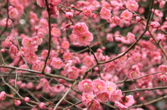 綾部山梅林５