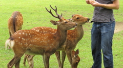 外国人に餌をねだる鹿
