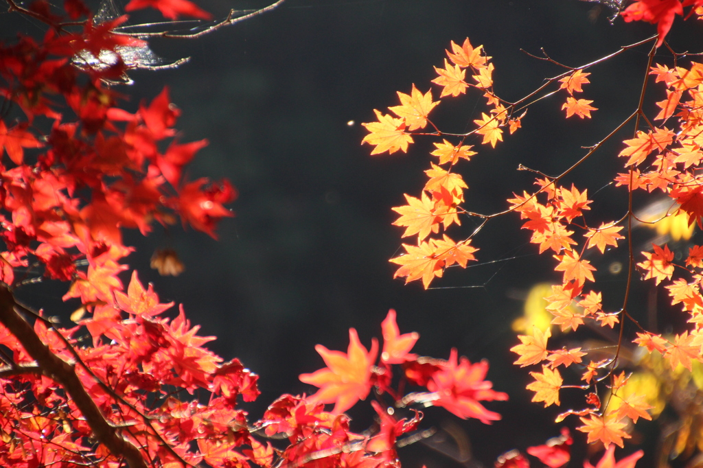 紅葉